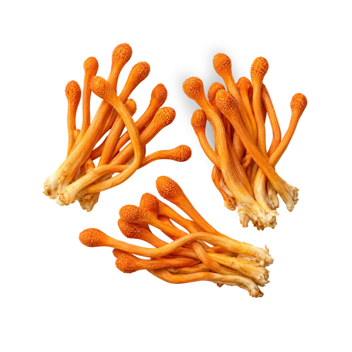 Cordyceps, oranje knotsvormige paddenstoelen.