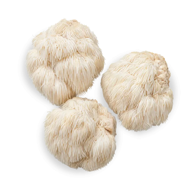 Lion's Mane-paddenstoelen, wit en ruig.